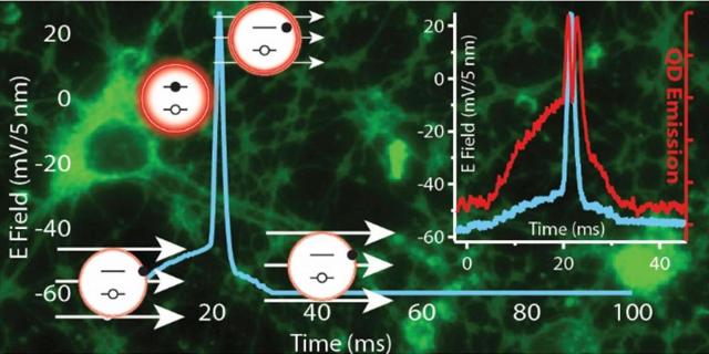Quantum Dots Show Promise for Deep Brain Imaging