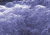 Nanotechnology How To Guide from NIST and NASA Shows Technique for Measuring Carbon Nanotubes