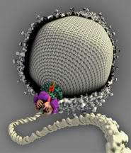 Researchers Discover the Atomic Structure of a Powerful Molecular Motor