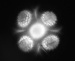 World's Smallest Periscope to Look at Cells and Other Micro-Organisms