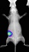 University Chooses Latest Technology From Carestream Molecular Imaging For Disease Research