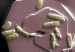 Using Unique Combination of Microscopes, Researchers Reveal How Bacteria 'Breathe' Toxic Metals