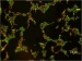 Nanoparticles Added to Cosmetics and Sunscreens May be Harmful to the Environment