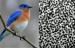 Some of the Brightest Colors in Nature are Created by Tiny Nanostructures