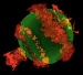 Visualizing and Exploring Findings as Highly Accurate Simulations