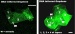 Using Graphene, Engineers Create DNA Sensors that Could Identify Cancer