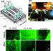 New Biosensor for Detecting the Deadliest Strain of Food Poisoning Bacteria