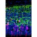 New Powerful Tool for Monitoring Cell Cycle Procession