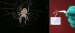 Making Spider Silk Significantly More Break-Resistant and Ductile