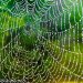 German Scientists Spin Stretchier and Stronger Spider Silk