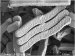Liquidia Technologies Presents Data Supporting Use of PRINT Technology for Vaccines