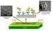 Nanotechnology Researchers Develop Biosensor Capable of Detecting Candida Albicans Yeast