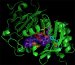 Development of IFPs Important for Future Studies in Animals