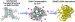 Scientists Create Artificial Tissue Consisting of Robust Network of DNA Strands and Carbon Nanotubes