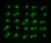 New Method to Study Single Cells using Laser Tweezers