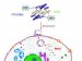 An Efficient System for Delivering siRNA into Primary Cells