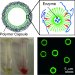 Nanobiotechnology Researchers Looking for Ways to Allow Synthetic Systems Take Over Simple Cellular Activities