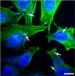 New DNA Molecules that Can Detect Pathogens and Deliver Drugs to Cells