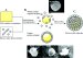 New Microcapsules Could Help Stomach Absorb Certain Medicines