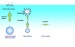 Nanobubbles Becoming the Subject of an Increasing Amount of Study