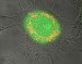 Fine Tuning Nanoparticles for Biotargeting Applications