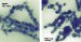 Shape Matters in the Case of Cobalt Nanoparticles