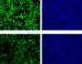 "Glow or No Glow" Technique May Soon Help Defend Against Biological Weapons
