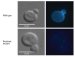 Valuable Resource for Pharmaceutical Research with Advantages Over Previous Approaches