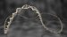 Examining the DNA Patterns of Microbes