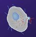 Grant To Study How Molecules Penetrate The Natural Barrier Of A Cell Membrane