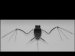 Researchers Developing Micro Robotic Bats that Offer Increased Maneuverability and Performance