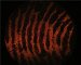 'Bullet Fingerprinting' Being Advanced in New Ways