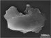 Nanodiamonds Providing Strong Evidence of Cosmic Impact Event 12,900 Years Ago