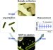 Lab on a Chip: Highly Sensitive Detection of Bacteria with Magnetic Nanoparticles and a Miniaturized NMR Method