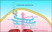 Researchers Develop Prototype Lab-on-a-Chip Device that Closely Mimics Natural Golgi Apparatus