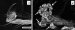 How Carbon Nanoparticles Would Affect Fruit Flies