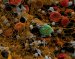 An Insight into How Fibrin Clots Behave from the Centimeter to the Nanometer Scale
