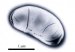 Magnetic Microbes Could Accelerate Biotechnology and Nanotechnology Research