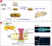 Researchers Using Carbon Nanotubes with Gold as Imaging Agent to Detect Tumor Cells