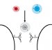 Metal Catalysts Used to Create Carbon Nanotubes Can Block Key Signaling Pathway in Neurons