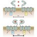 Genetically Encoded Fluorescent Sensor Offers Real-Time Glimpse into How Neurotransmitter Relays its Message