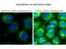 Researchers Decipher Well-Known Cell Phenomenon