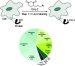 Powerful New Probe for Identifying Proteins