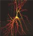Scientists Reveal Function of Microscopic Network of Tubules Found in Neurons