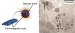 Sugar-Coated Nanoparticles for Use as a Possible Cancer Therapy