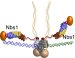 Research Uncovers How Key Molecule Mends DNA Breaks
