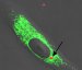 Micrometer-Sized Capsules to Safely Deliver Drugs Inside Living Cells