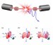 Researchers Simulate Dynamics of Quark-Gluon Plasma