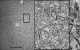 Carl Zeiss Redefining the Science of Brain Mapping and 3-D Reconstruction