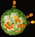 Advanced Nanoparticle Antimicrobial Coating Safely Kills Viruses and Bacteria on Treated Surfaces
